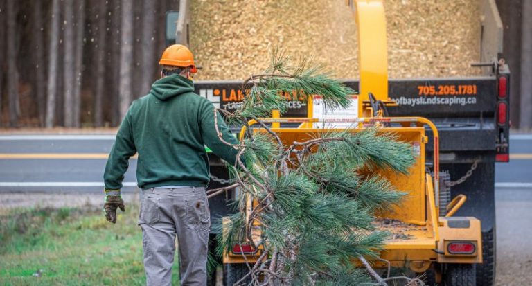 When Is It Time to Remove a Tree? A Muskoka Property Owner's Guide